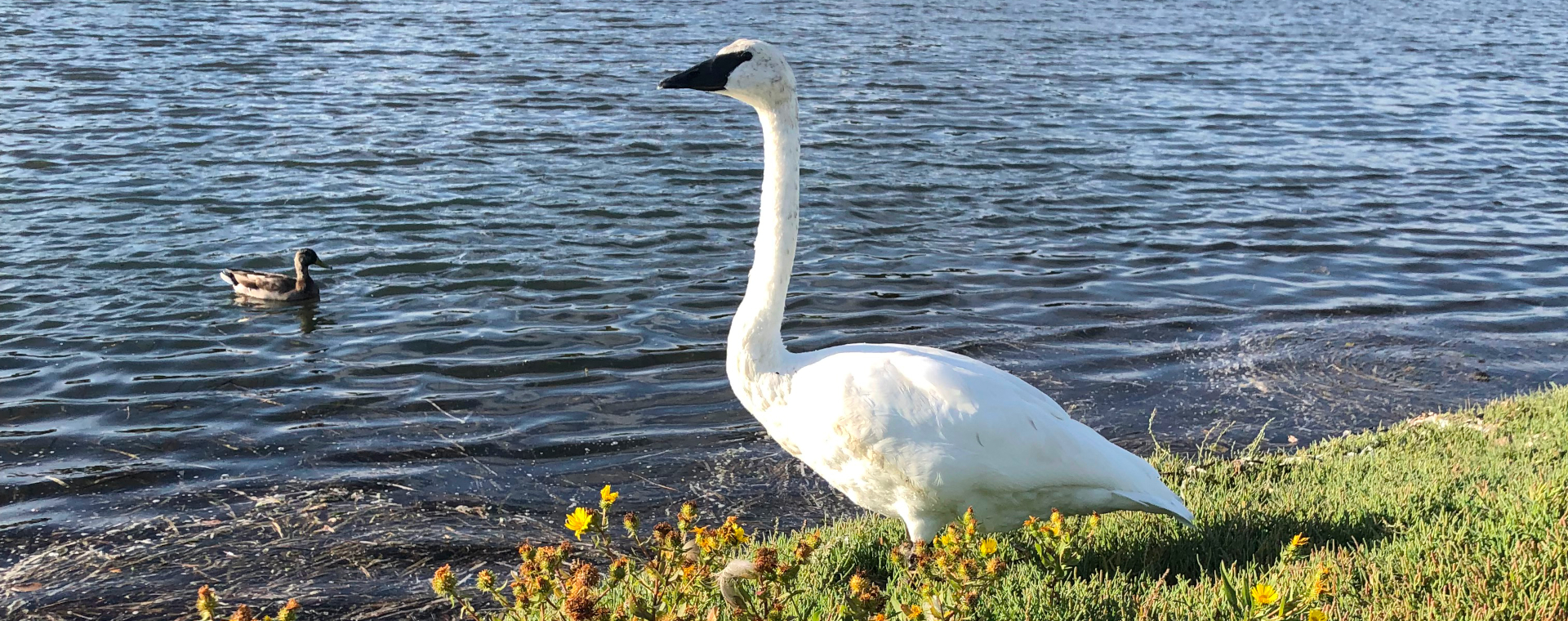 A bird at the Esquimalt Lagoon